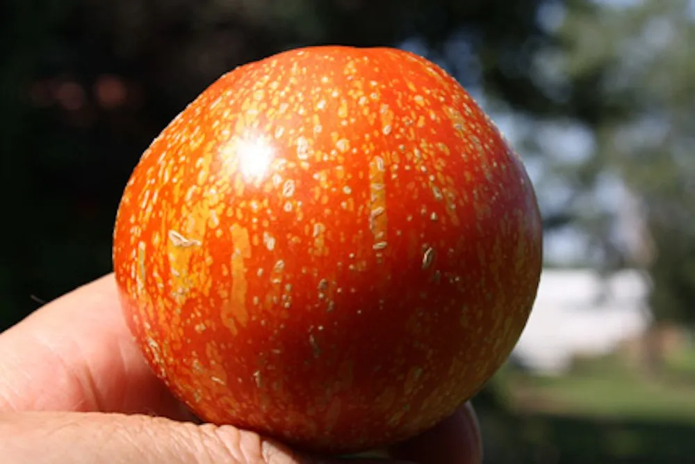 Une tomate dans la main d'un jardinier