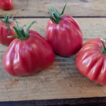 Tomate Sharpei