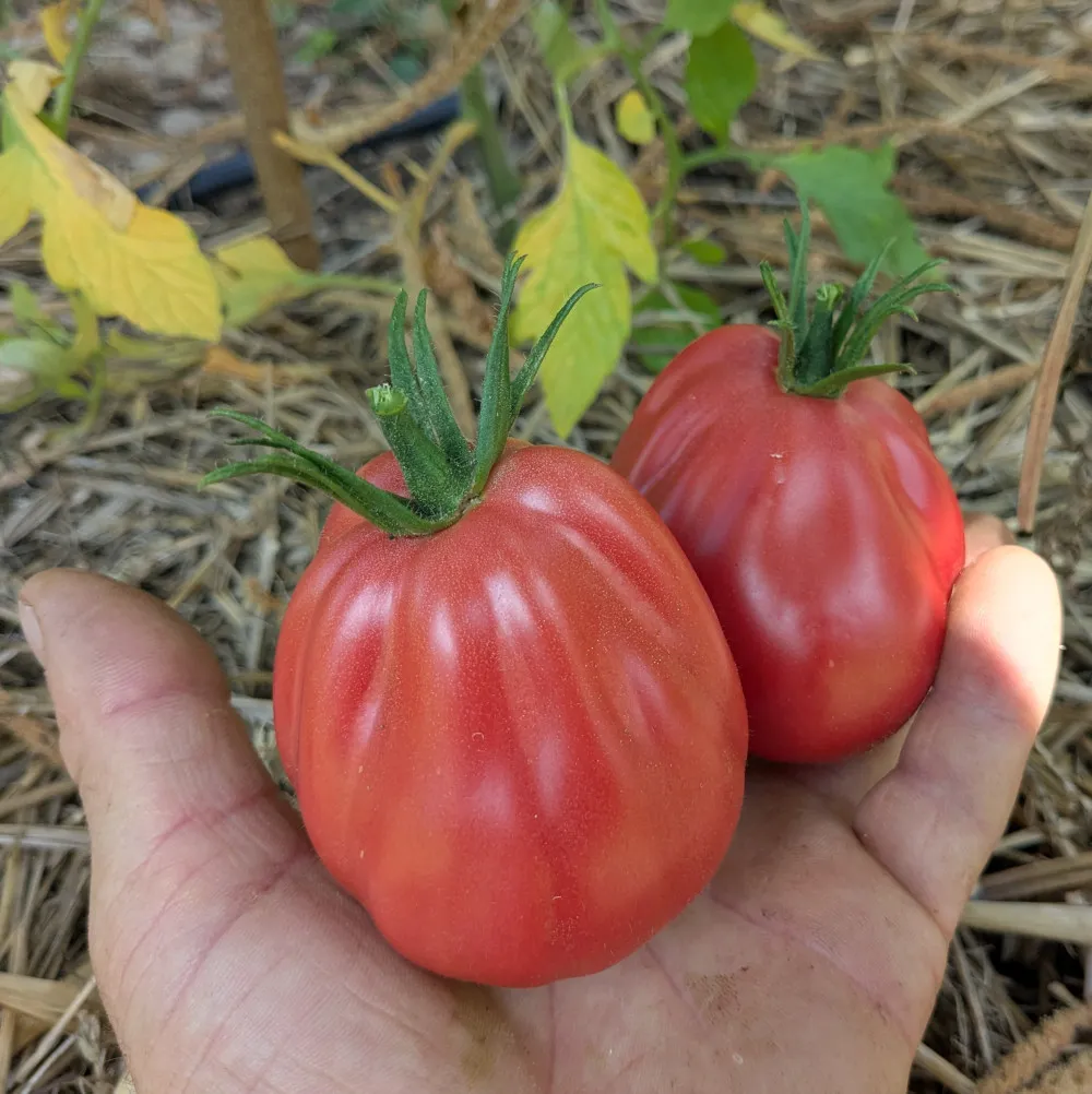 Gros plan sur une tomate Sharpei rouge, en forme de cœur et bien côtelée, tenue dans la main.