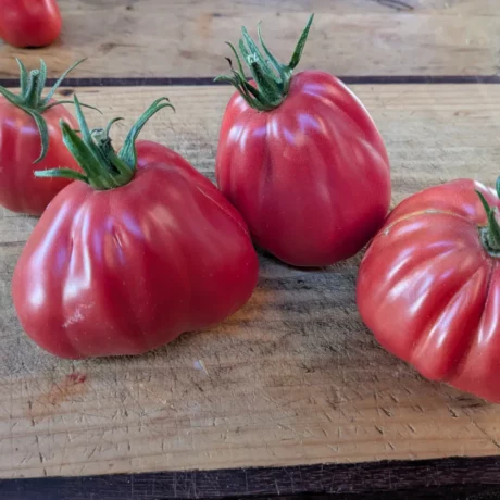 Trois tomates rouges Sharpei, côtelées et dodues, posées sur une planche en bois claire.