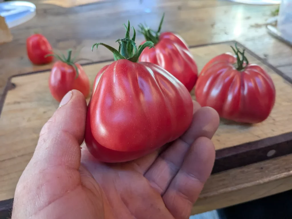 Tomate Sharpei rouge, côtelée et épaisse, tenue dans la main au-dessus d’une planche en bois, avec plusieurs autres fruits en arrière-plan.