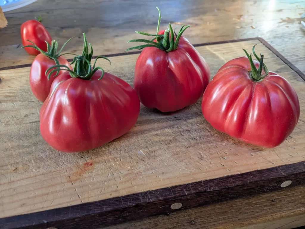 Quatre tomates Sharpei rouges, côtelées et épaisses, posées sur une planche en bois.