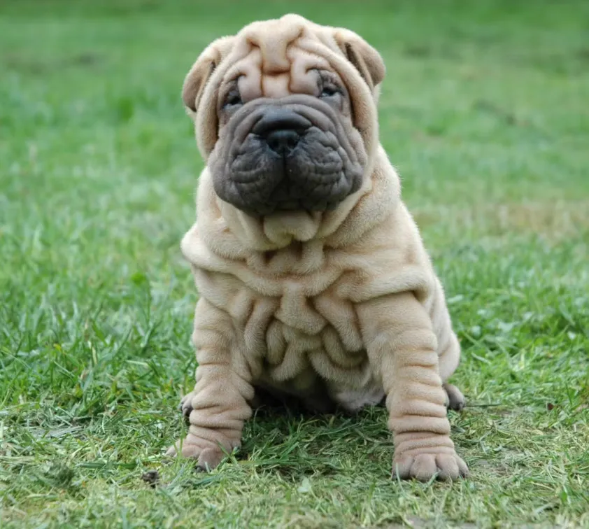 Un jeune chien Shar Pei beige, assis sur l’herbe, avec de nombreux plis sur la peau