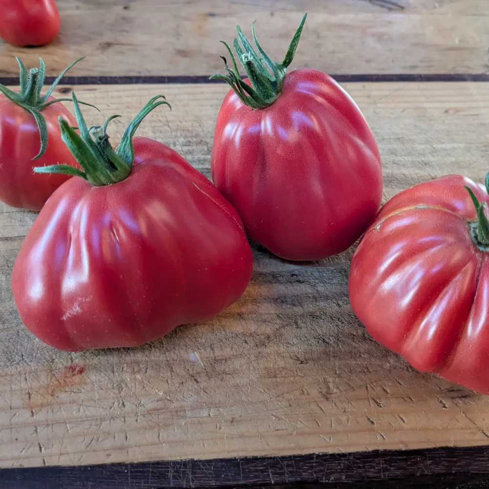 Trois tomates rouges Sharpei, côtelées et dodues, posées sur une planche en bois claire.