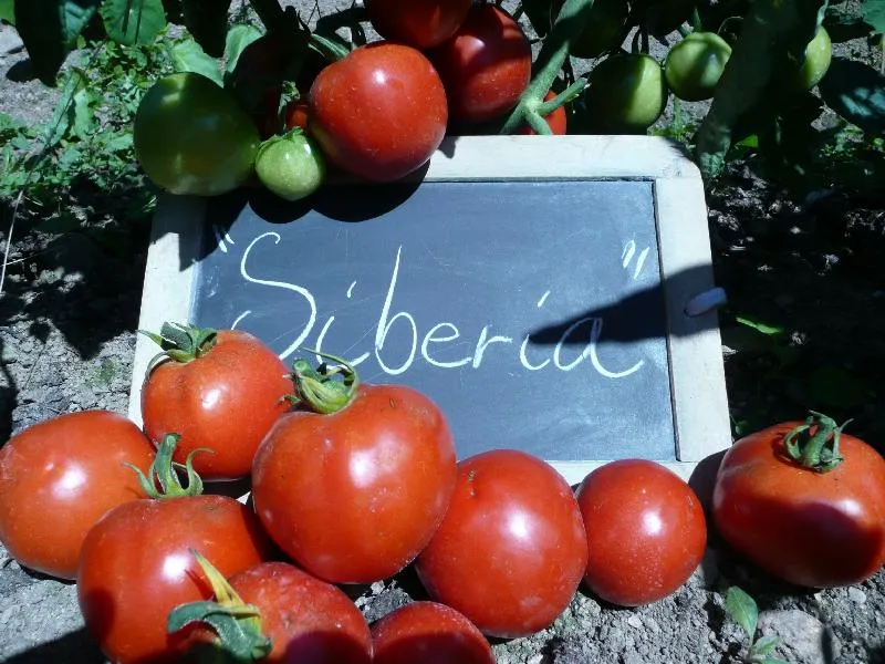 Graines biologiques reproductibles de Tomate "Siberia" - Pensez Sauvage