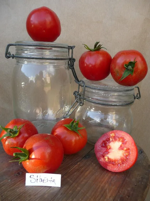 Graines biologiques reproductibles de Tomate "Siberia" - Pensez Sauvage