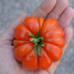 Tomate "Siciliano Rosso"