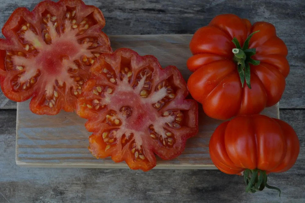 Graines biologiques reproductibles de Tomate "Siciliano Rosso" - Pensez Sauvage