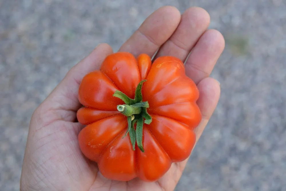 Graines biologiques reproductibles de Tomate "Siciliano Rosso" - Pensez Sauvage
