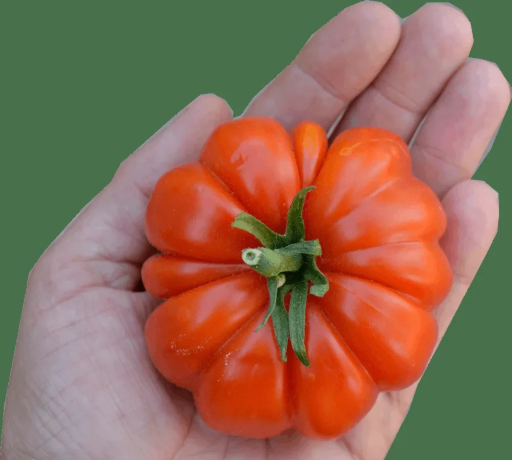 Graines biologiques reproductibles de Tomate "Siciliano Rosso" - Pensez Sauvage