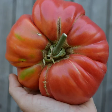 L'image montre une main qui tient une tomate Soldaky, elle est très grosse!