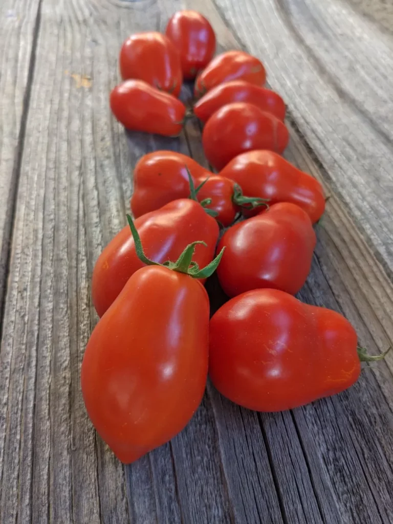 L'image nous montre une ribambelle de tomate Spitze