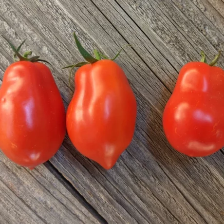 L'image montre trois tomates Spitze sur une planche en bois grise