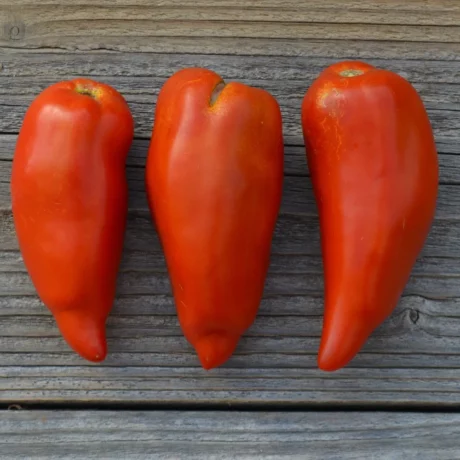 L'image montre trois tomate rouge en forme de poivrons pointus