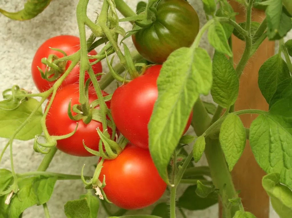Graines biologiques reproductibles de Tomate "Stupice" - Pensez Sauvage