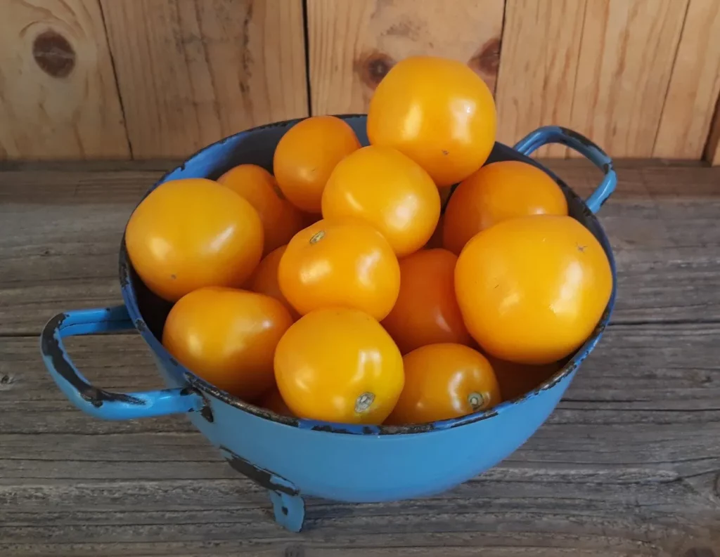 graines biologiques et reproductibles de tomate taxi