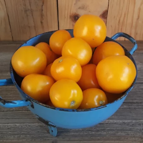 graines biologiques et reproductibles de tomate taxi