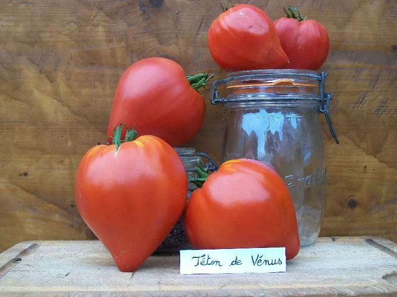 L'image montre plusieurs tomates "Téton de Vénus" mises en scène avec des bocaux, elle sont sur une planche en bois