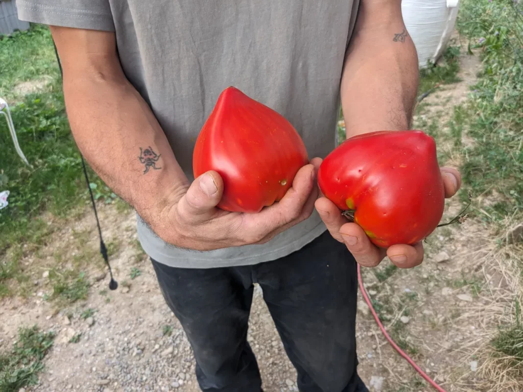 L'image montre une personne tenant deux grandes tomates rouges dans ses mains. Les tomates ont une forme inhabituelle, ressemblant à des cœurs ou des gouttes d'eau. La personne porte un t-shirt gris et un pantalon noir. Il y a un tatouage sur l'avant-bras gauche de la personne. L'arrière-plan montre un environnement extérieur avec de l'herbe, des plantes et du gravier. Les tomates sont probablement de la variété appelée "Téton de Vénus" en raison de leur forme distinctive.