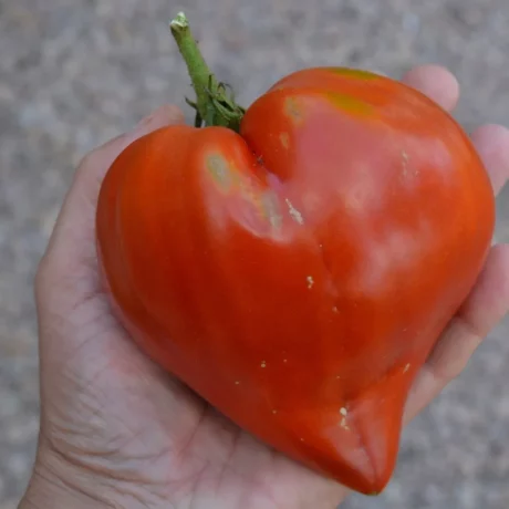 L'image montre une main tenant une bonne et grosse tomate de la variété "Téton de Vénus"