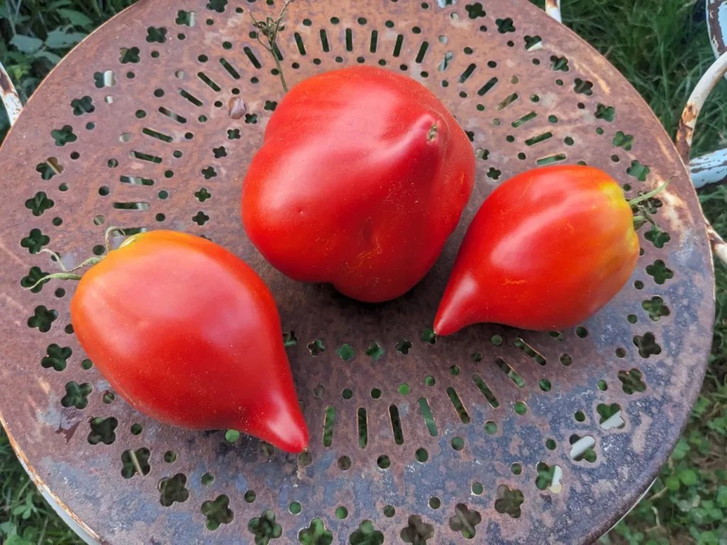 L'image montre trois tomates rouges placées sur une surface métallique rouillée et perforée. Les tomates ont une forme unique et allongée avec des extrémités pointues, ce qui les rend intéressantes et pertinentes car elles mettent en valeur une variété de tomates différente de la forme ronde courante. La surface métallique a un motif de petits trous et des taches de rouille, ajoutant une esthétique rustique à l'image. L'arrière-plan montre le motif du métal rouillé, ce qui donne un contraste intéressant avec la couleur vive des tomates. Les tomates sont disposées de manière à mettre en évidence leur forme distinctive. Cette image est particulièrement captivante pour ceux qui s'intéressent aux variétés de tomates peu communes ou à la photographie culinaire rustique.