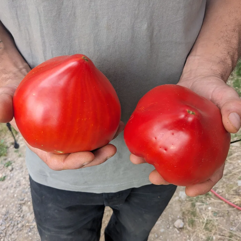 L'image montre une personne tenant deux grandes tomates rouges, une dans chaque main. Les tomates sont exceptionnellement grandes et ont des formes distinctes; celle dans la main gauche est plus allongée et en forme de cœur, tandis que celle dans la main droite est plus ronde et irrégulière. Cette image est intéressante car elle met en valeur la taille et les formes uniques des tomates, ce qui pourrait intéresser les jardiniers, les agriculteurs ou ceux qui s'intéressent aux produits inhabituels.