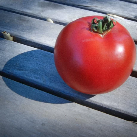 Graines biologiques reproductibles de Tomate "Thessalonicki' - Pensez Sauvage