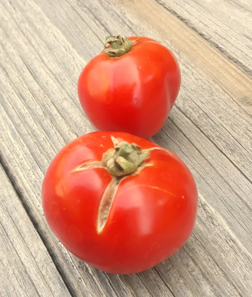 L'image montre des tomates Thessaloniki sur une planche en bois