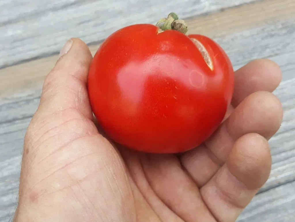 L'image montre une personne qui tient une tomate rouge dans sa main