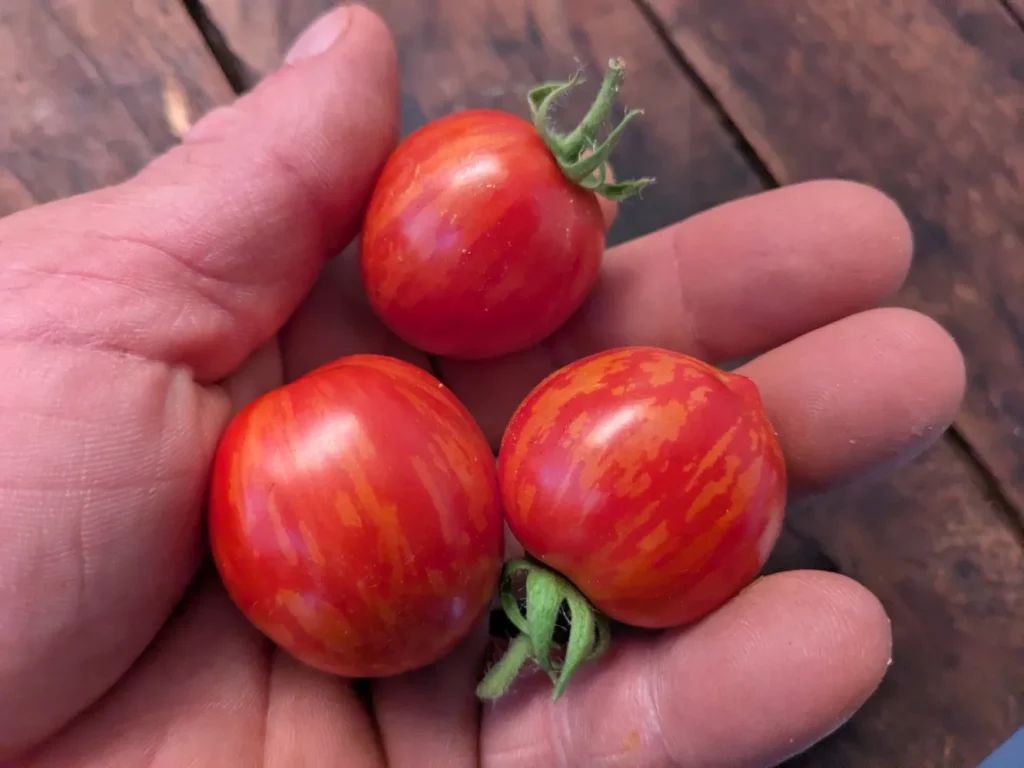 trois tomate tigerette cherry dans la main d'un célèbre trompétiste de jazz