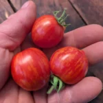 Tomate Tigerette cherry