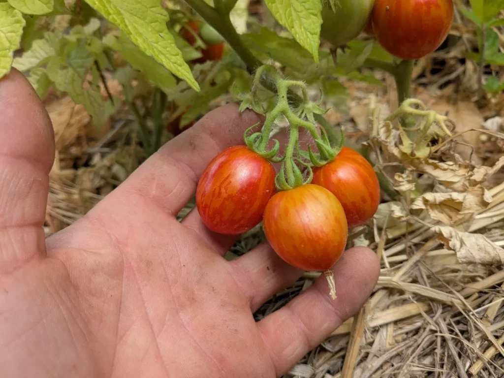 une petite grappe de trois tomates tigerette cherry