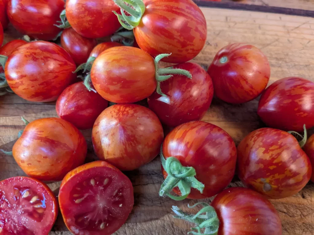 Plein de tomates tigerette cherry, une belle récolte