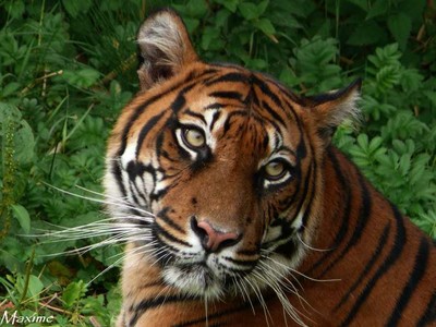 Graines biologiques reproductibles de Tomate "Tigre" - Pensez Sauvage