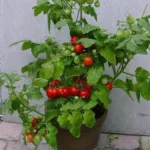 Tomate "Tiny Tim"