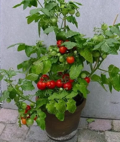 L'image montre une tomate cultivée en pot