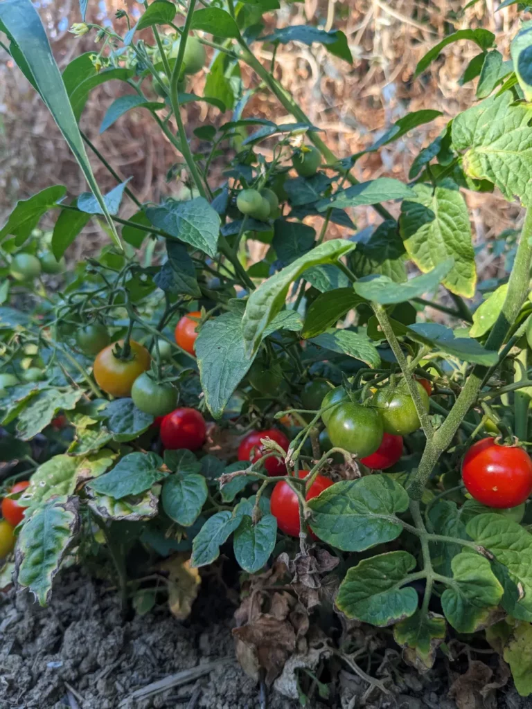 L'image nous montre un petit pied compact de tomate Tiny Tim