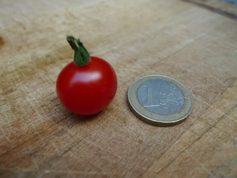 Graines biologiques reproductibles de Tomate "Tomatito de Jalapa" - Pensez Sauvage