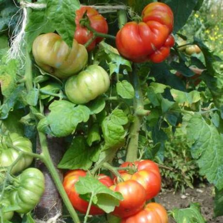 Graines biologiques reproductibles de Tomate "Trefle du Togo" - Pensez Sauvage
