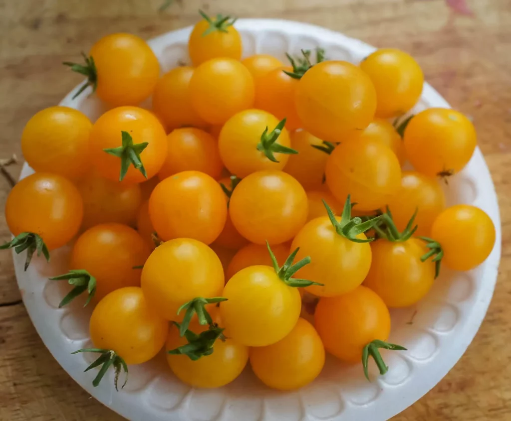 Graines biologiques reproductibles de Tomate "Tumbling Tom Yellow" - Pensez Sauvage