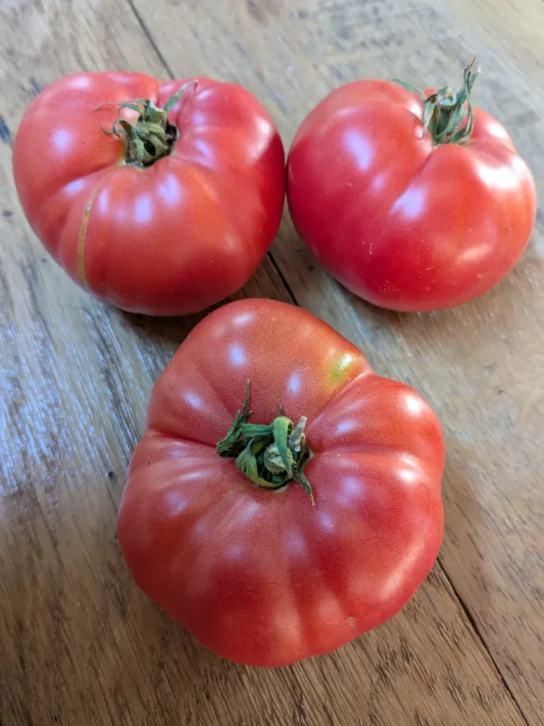 Trois tomates Ukrainian size pink sur une table en bois