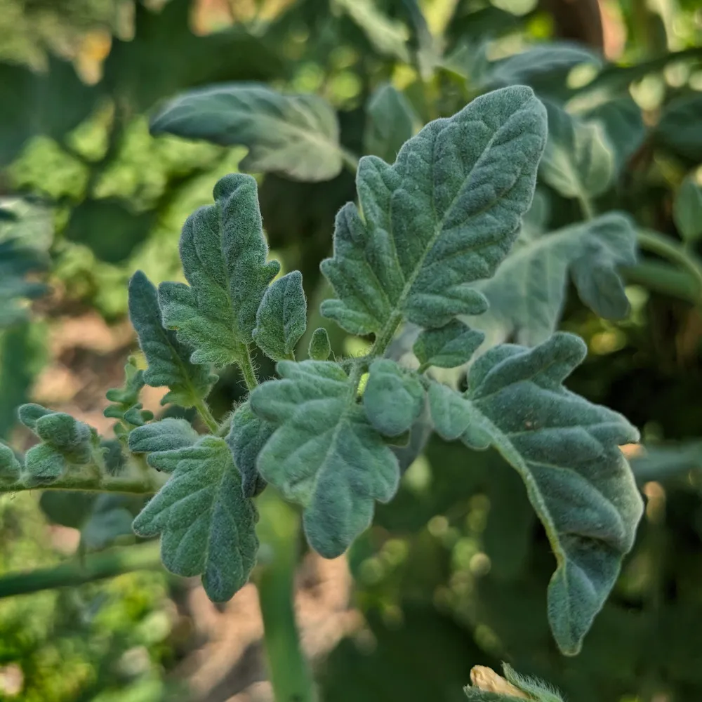 Nous voyons le feuillage de la variété de tomate velvet red, il est comme recouvert d'un voile de velour gris-bleu
