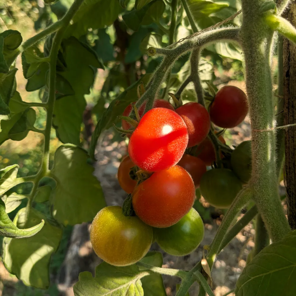 une grappe de tomate cerise sur le pied, certaines sont mûres d'autres sont encore vertes