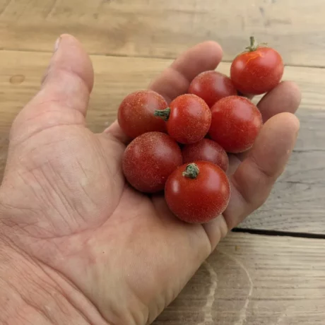 Une main tient quelques tomates cerise avec un aspect de velours