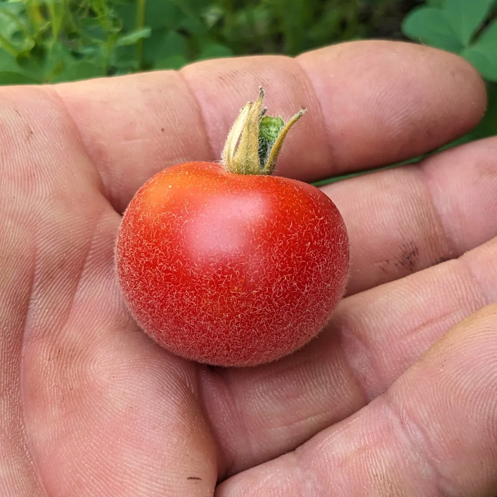 La main du paysan tient une belle tomate cerise, on voit que ses doigts sont un peu sales. Mais peut-on vraiment lui reprocher?