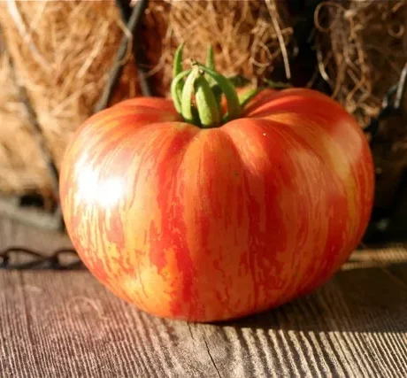 Graines biologiques reproductibles de Tomate "Vintage Wine" - Pensez Sauvage