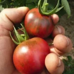 Tomate "Violet Jasper"