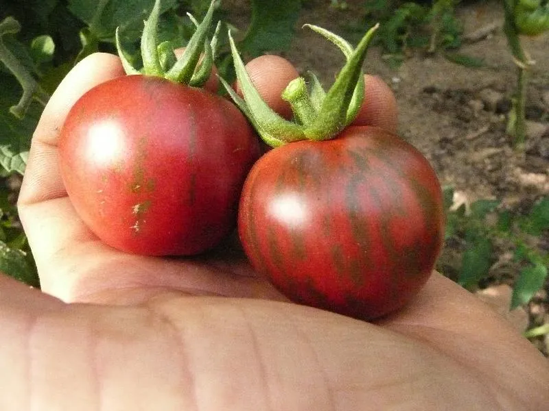 Semences biologiques de tomate Violet Jasper