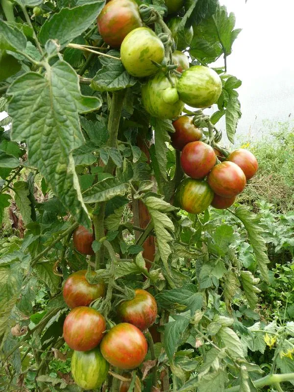 Semences biologiques et reproductibles de tomate violet jasper