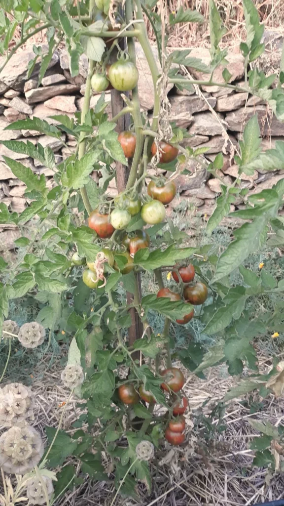 Semences biologiques et reproductibles de tomate violet jasper